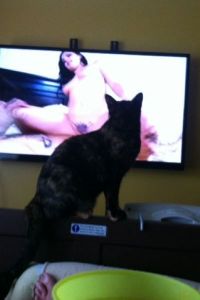 Pussy! What Are You Watching?